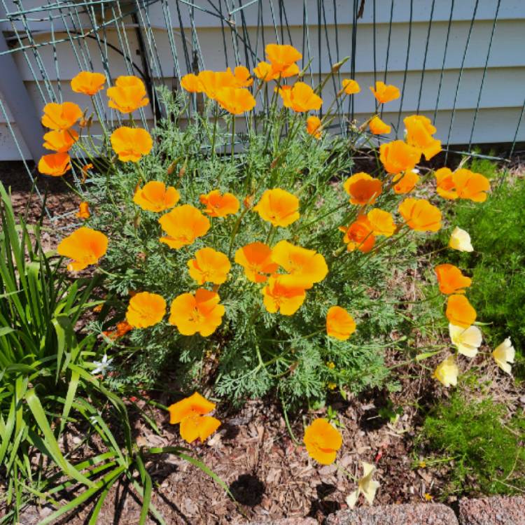 plant image 1707821 plant image 1707821
