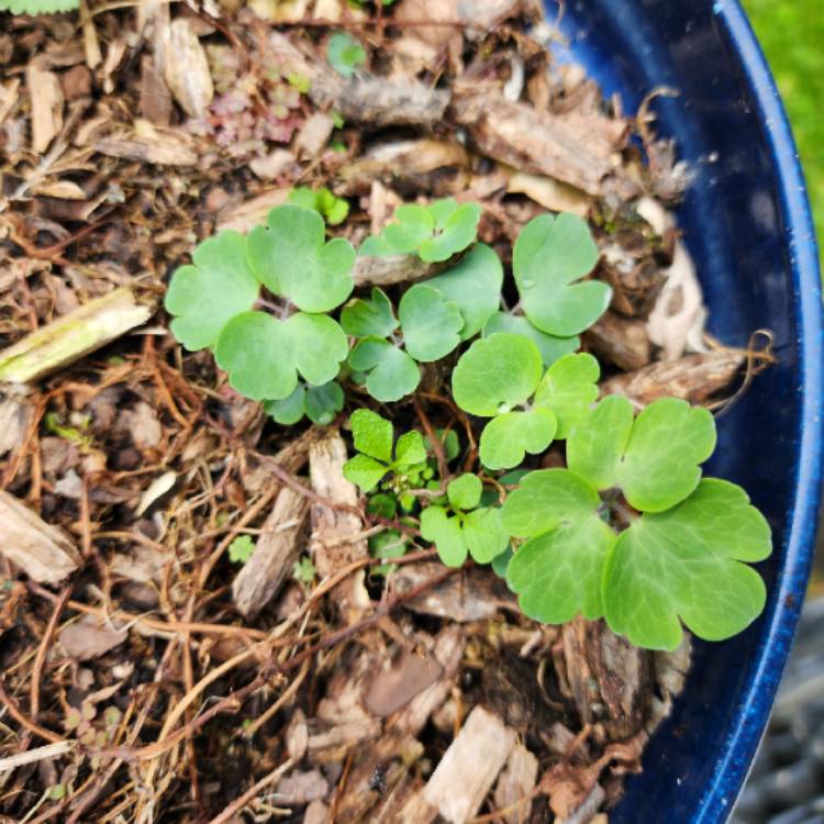 plant image 1708644 plant image 1708644