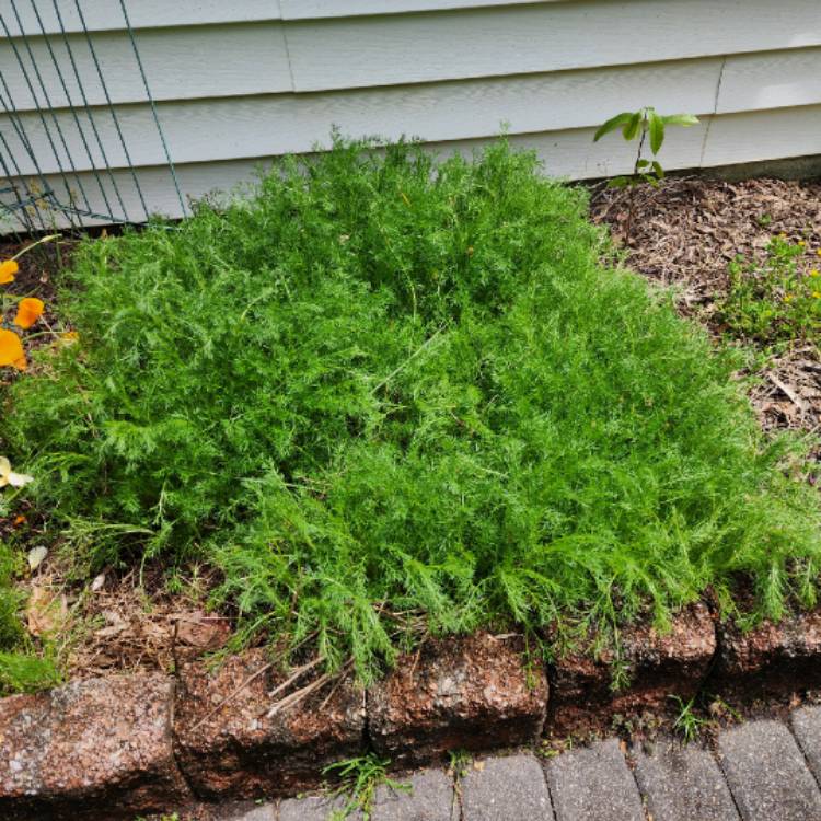 plant image 1709568 plant image 1709568