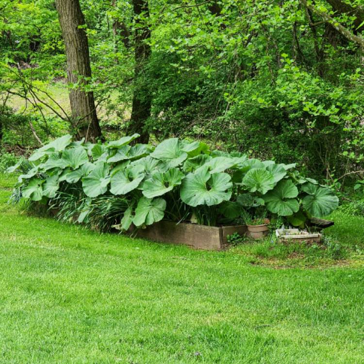 plant image 1709574 plant image 1709574