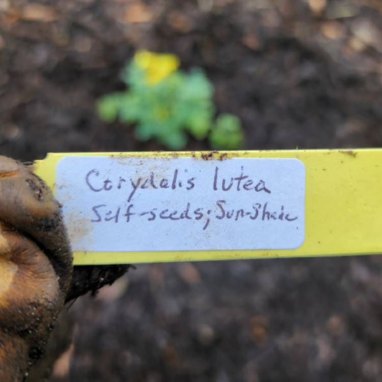 plant image 1709760