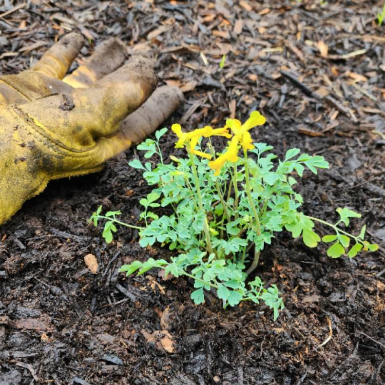plant image 1709762
