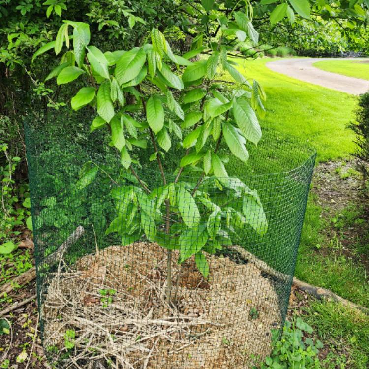 plant image 1709950 plant image 1709950