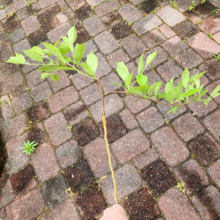 plant image 1710409 plant image 1710409