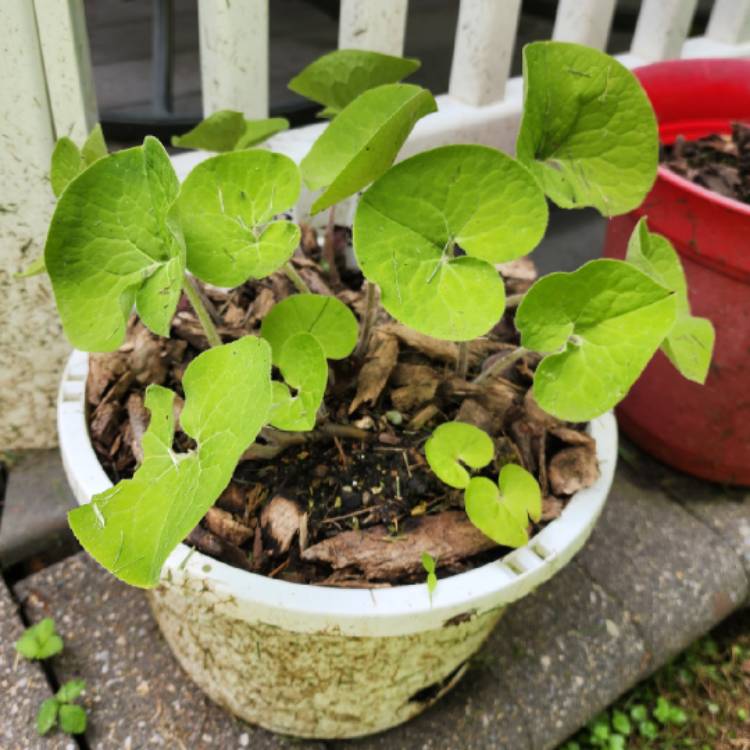 plant image 1710552 plant image 1710552