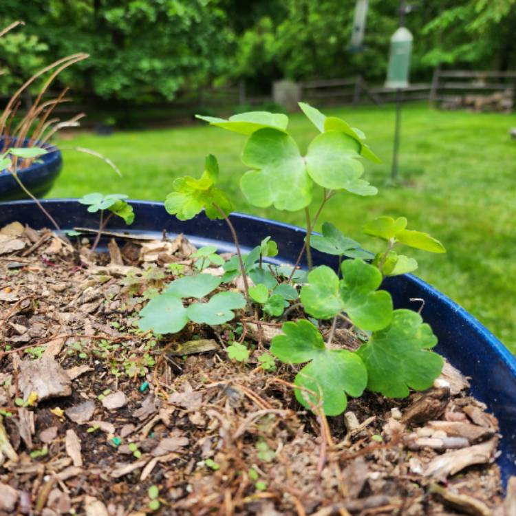 plant image 1710559 plant image 1710559