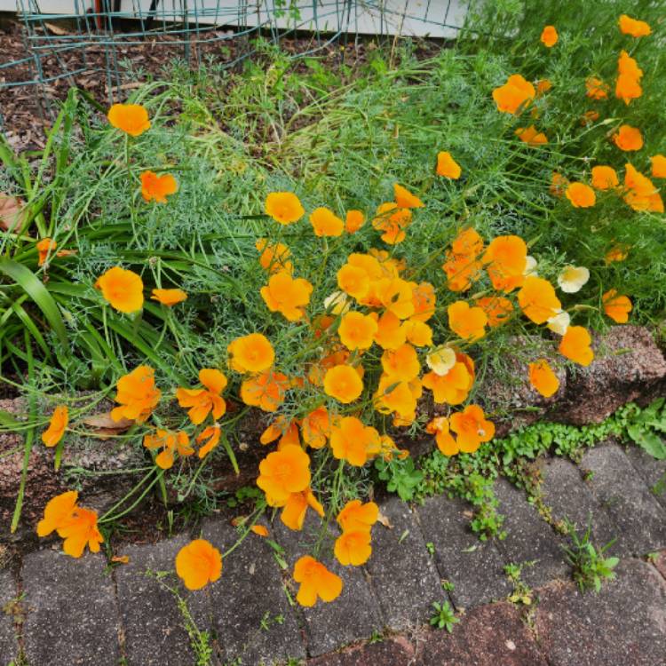 plant image 1710560 plant image 1710560