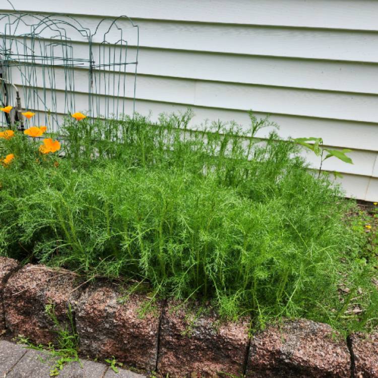 plant image 1710561 plant image 1710561
