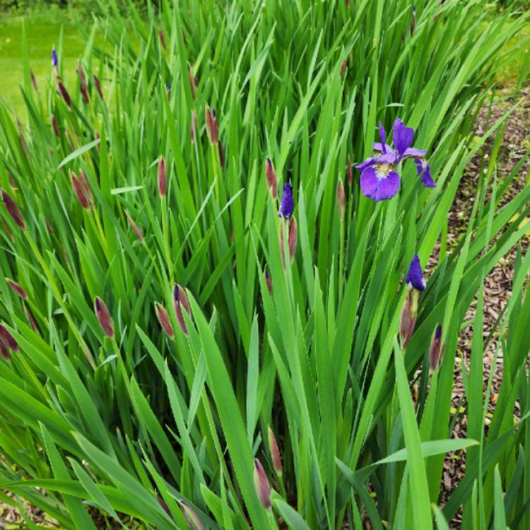 plant image 1710570 plant image 1710570