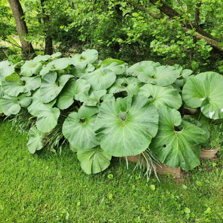 plant image 1710571 plant image 1710571