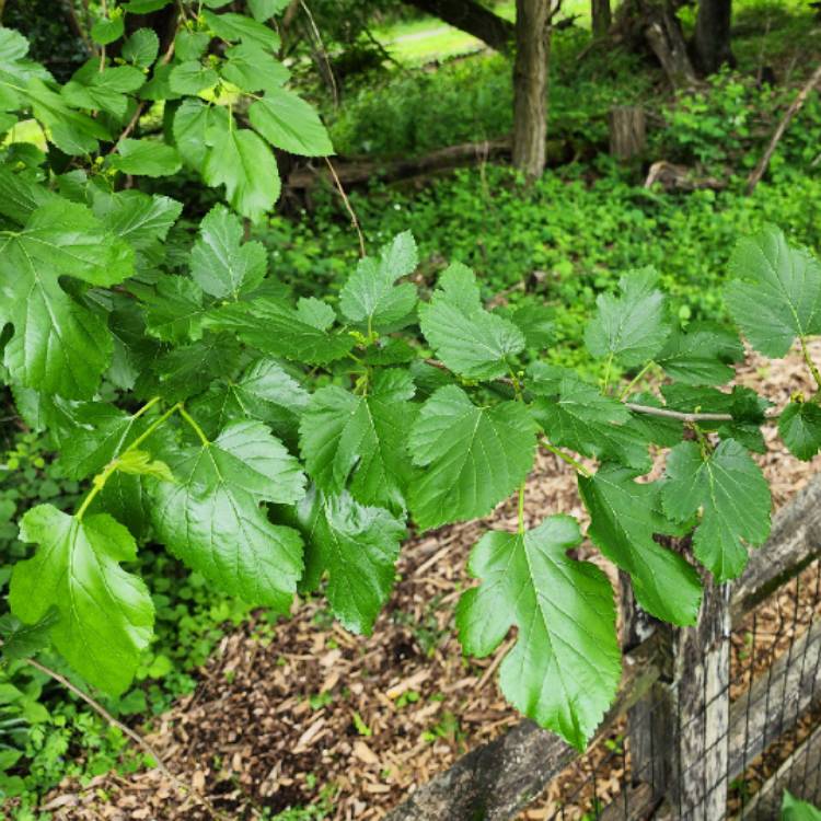 plant image 1710574 plant image 1710574