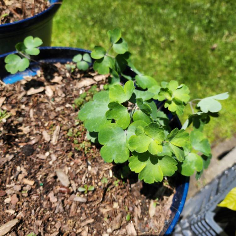 plant image 1711792 plant image 1711792