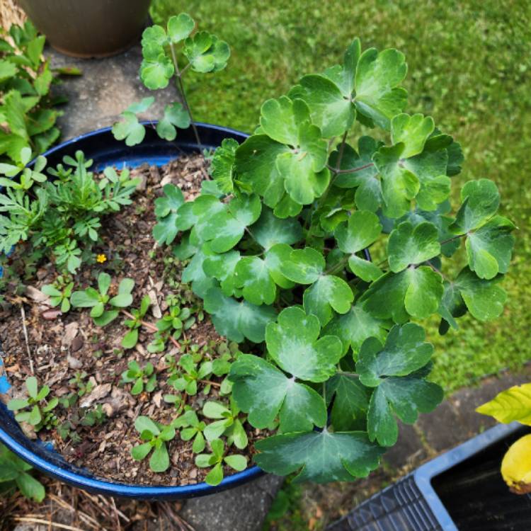 plant image 1713798 plant image 1713798