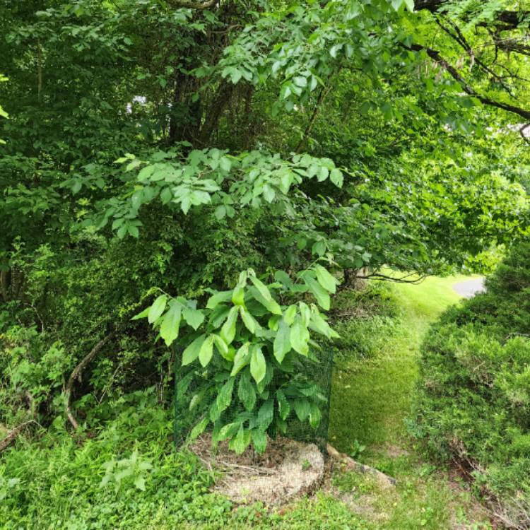 plant image 1713890 plant image 1713890