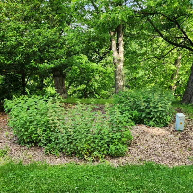 plant image 1714153 plant image 1714153