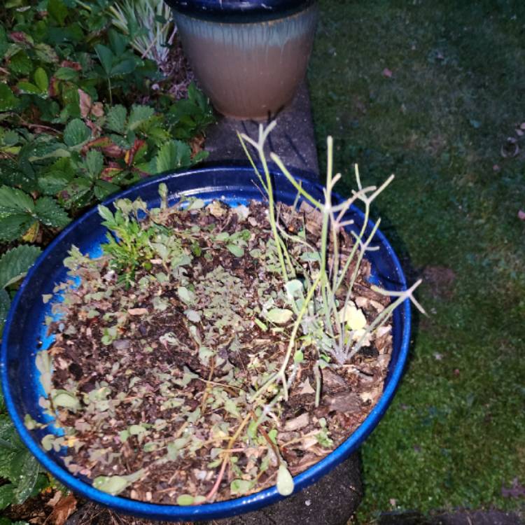 plant image 1715374 plant image 1715374