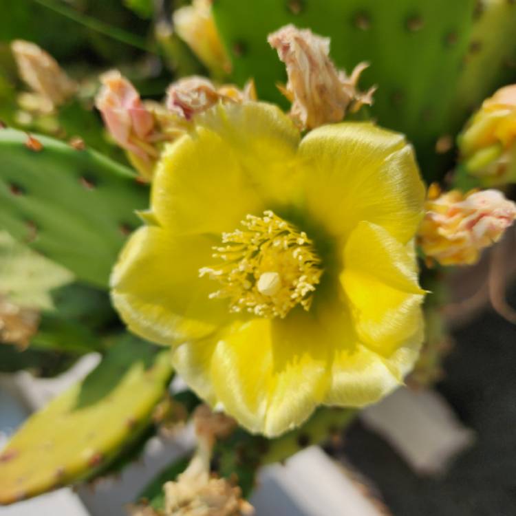 plant image 1716502 plant image 1716502