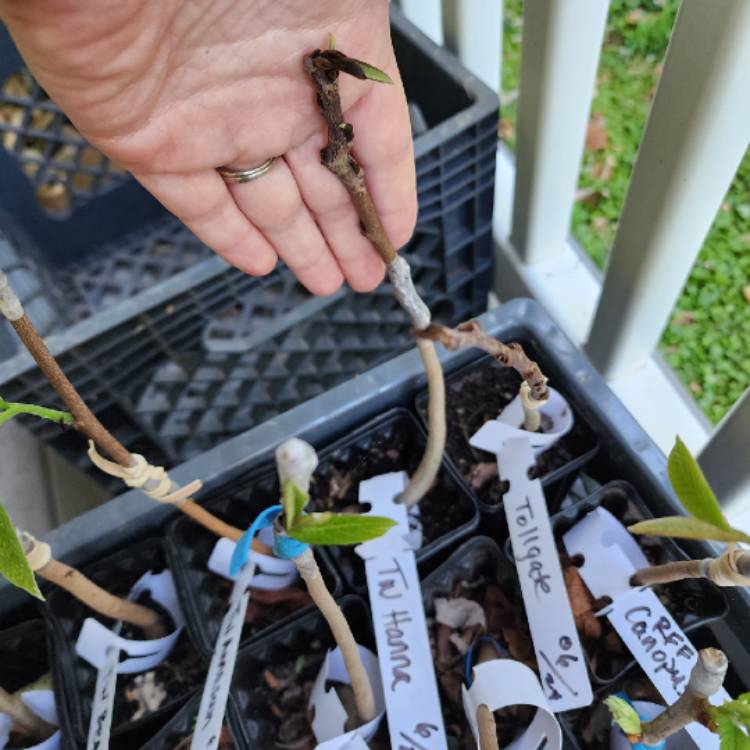 plant image 1717490 plant image 1717490
