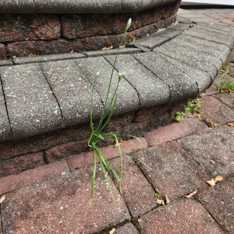 plant image 1723827 plant image 1723827