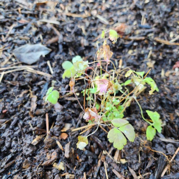 plant image 1726238