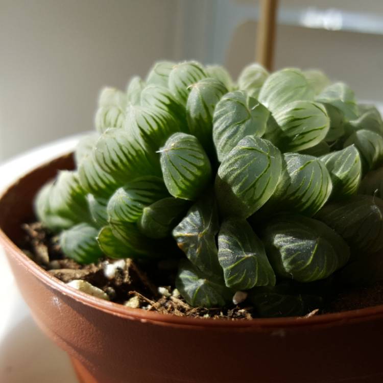 plant image 607226 plant image 607226