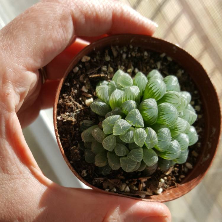 plant image 607230 plant image 607230