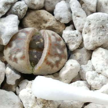 Lithops Dorotheae