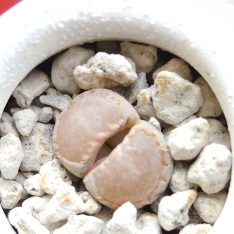 plant image 612966 plant image 612966