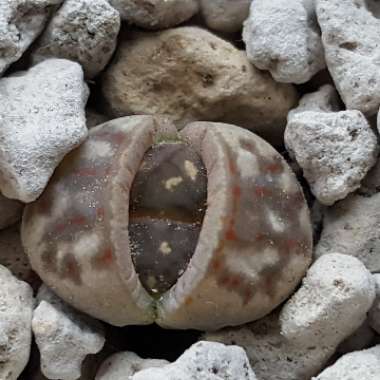 Lithops Dorotheae