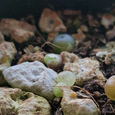 Lithops