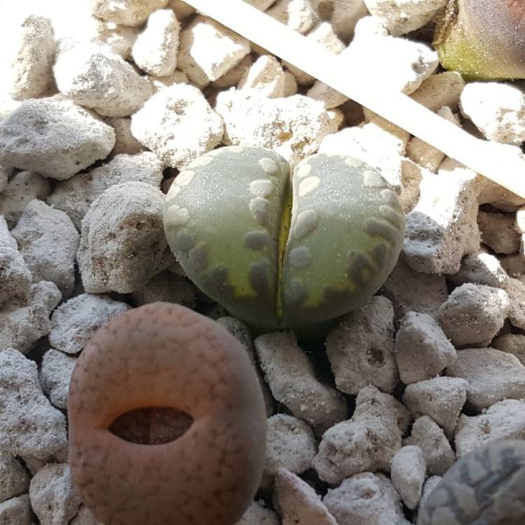 plant image 618559 plant image 618559