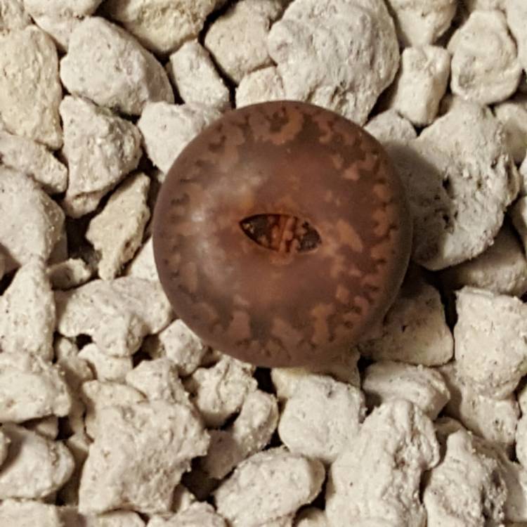 plant image 622467