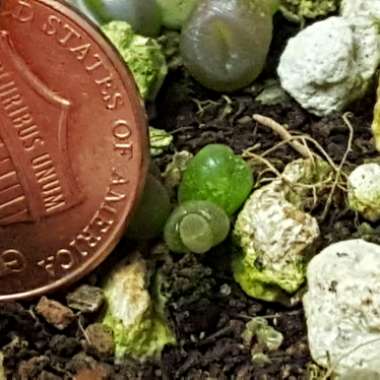 Lithops