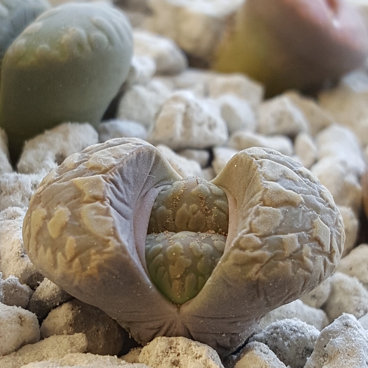 plant image 624401 plant image 624401