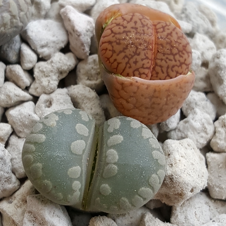 plant image 626855 plant image 626855