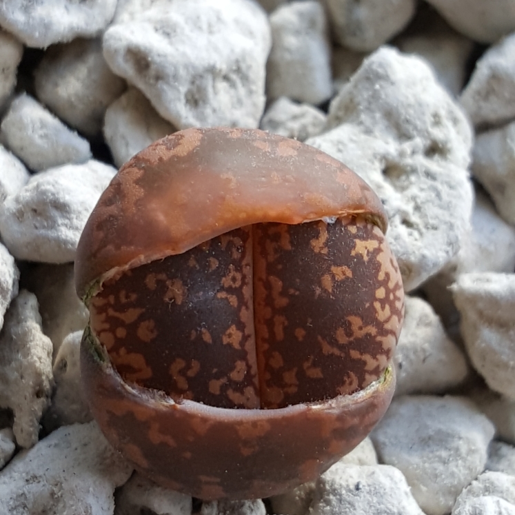 plant image 626945