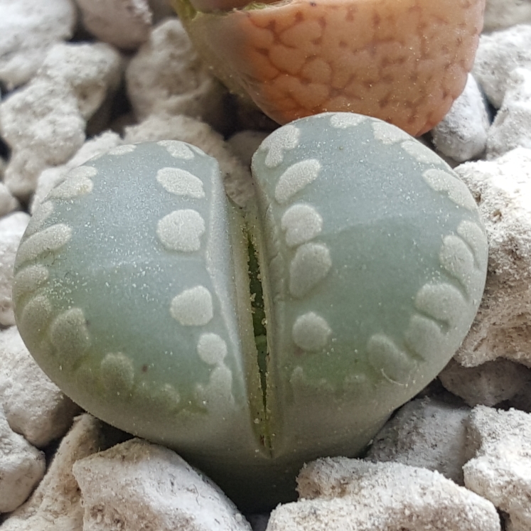 plant image 627526 plant image 627526