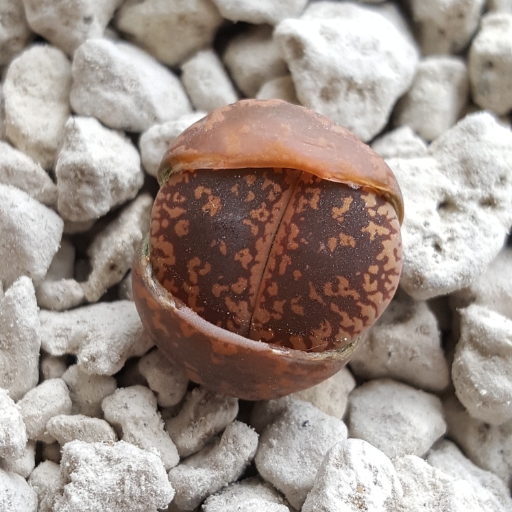 plant image 629196