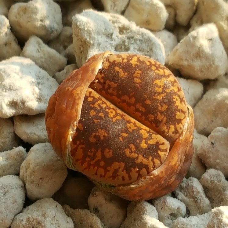 plant image 633667