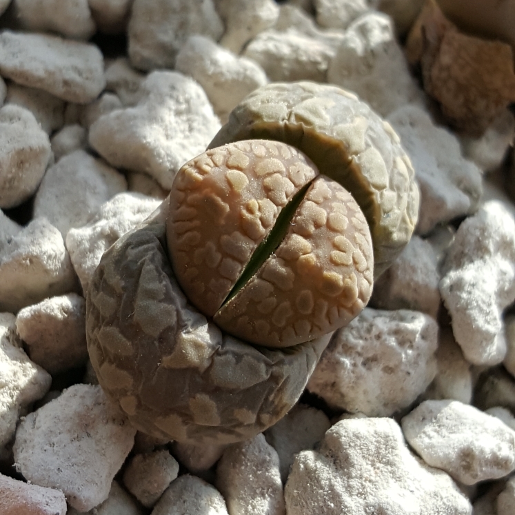 plant image 638515 plant image 638515