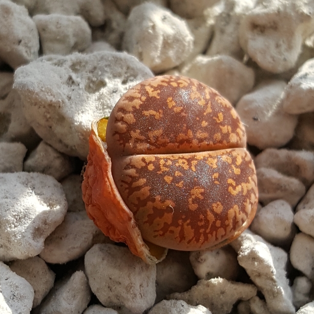 plant image 638517