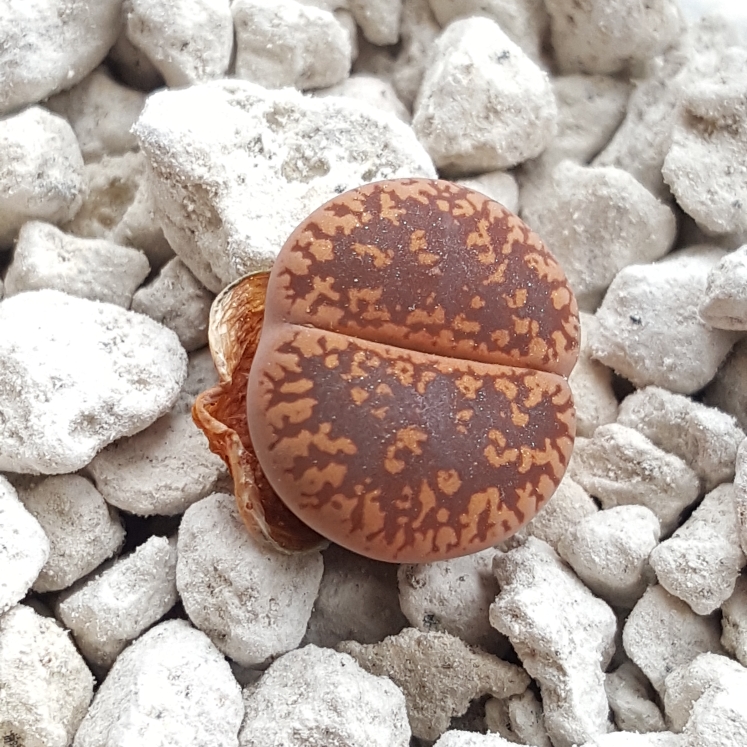 plant image 643324