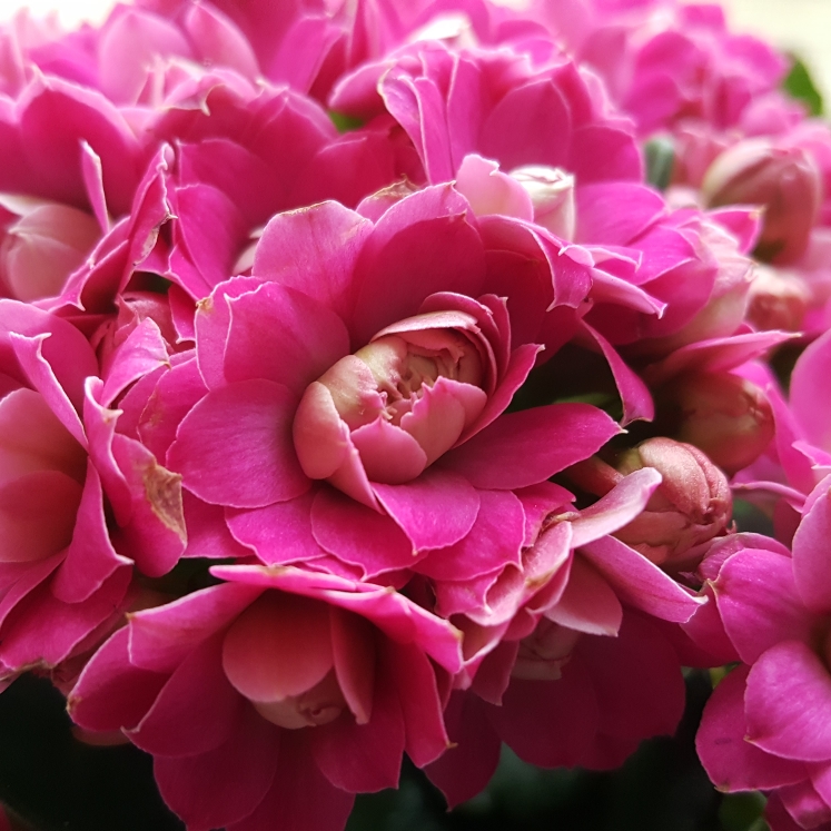 Plant image Kalanchoe blossfeldiana Pink Queen