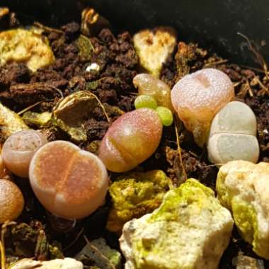 Lithops