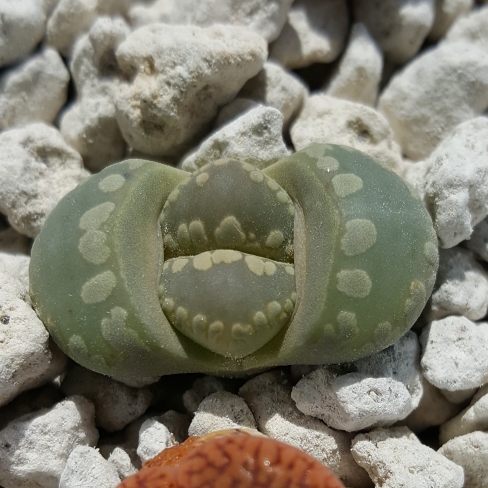 plant image 659148 plant image 659148