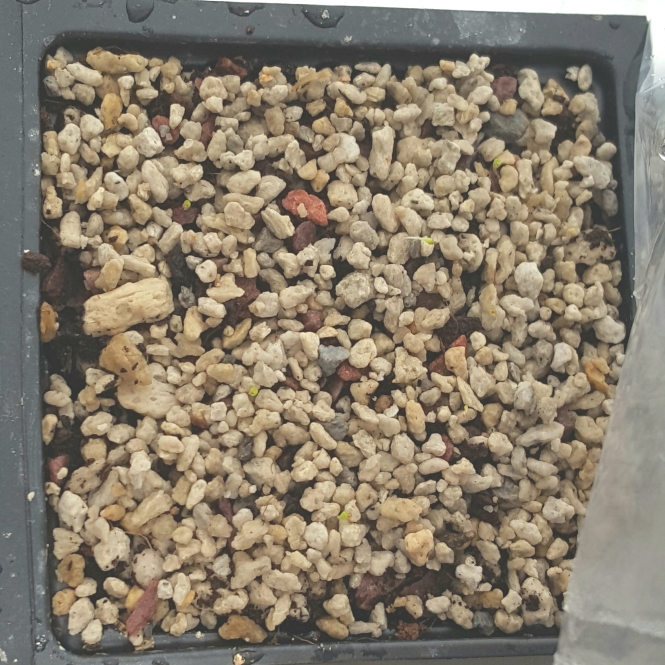 plant image 668485