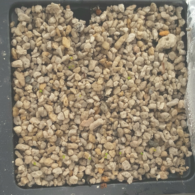 plant image 668506 plant image 668506