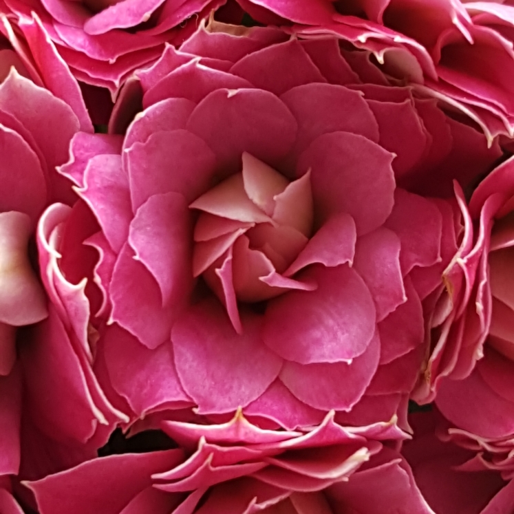 Plant image Kalanchoe blossfeldiana Pink Queen