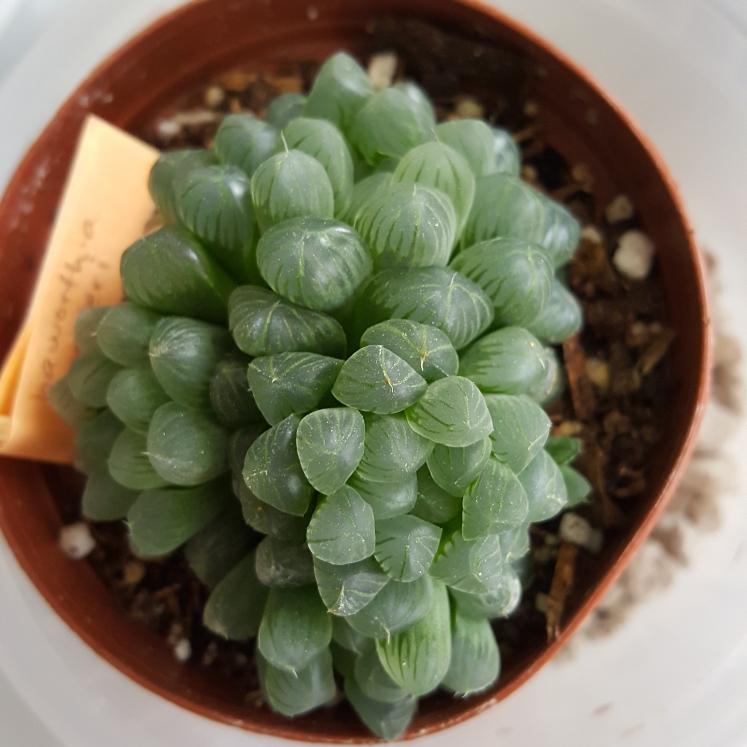 plant image 679904 plant image 679904