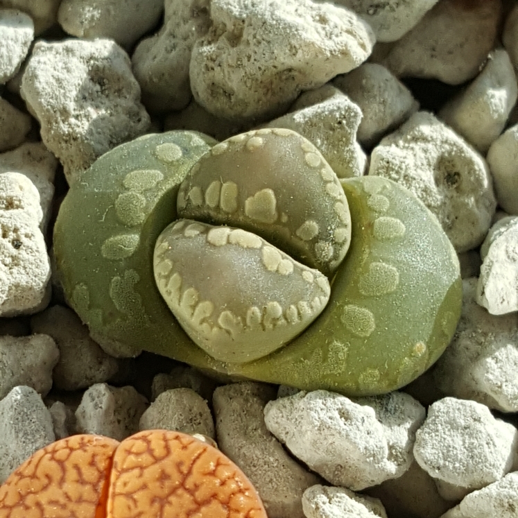 plant image 680938 plant image 680938